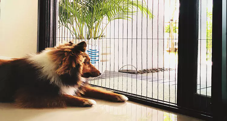 Sliding Screen Pet Door Repair in Jacksonville Beach, FL