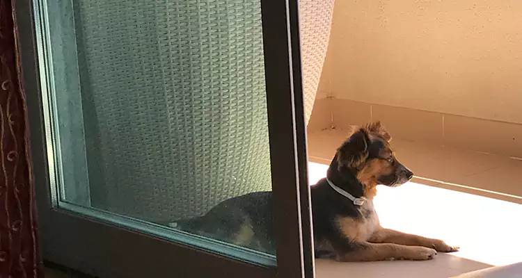 French Door Pet Screen Repair in Jacksonville Beach, FL